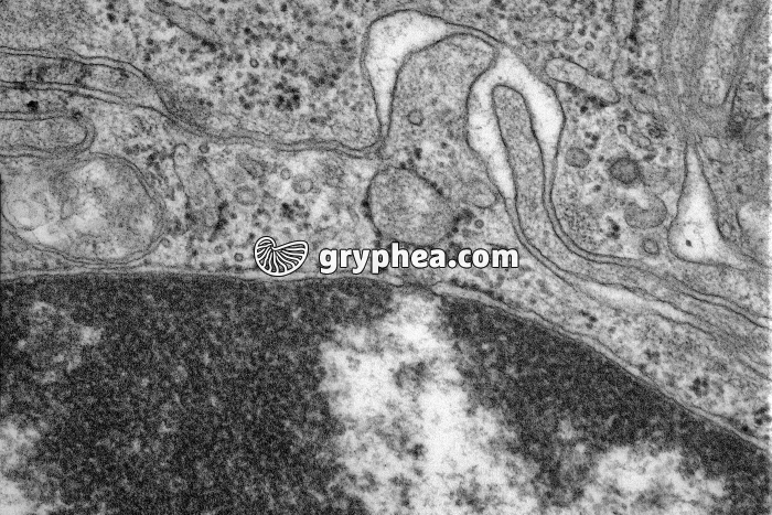 Pore nucléaire et enveloppe nucléaire MET x35000 - gryphea.com